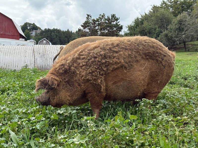 Know Where The Pork Begins Know Where The Pork Begins