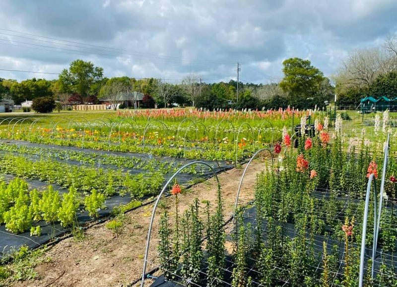 Perfect For Special Events And Gifts