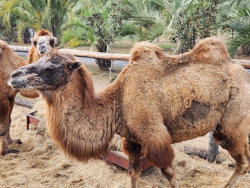 A Rare Chance To See Rhinos, Camels, And More In One Place