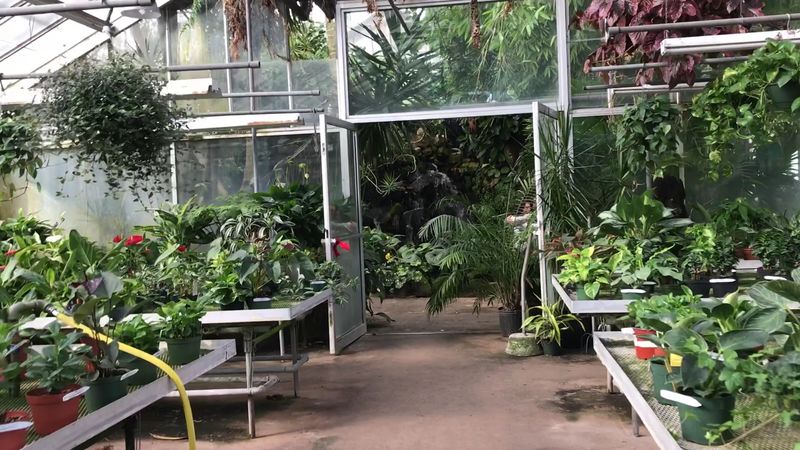 Pricing And Value At Ott's Exotic Plants