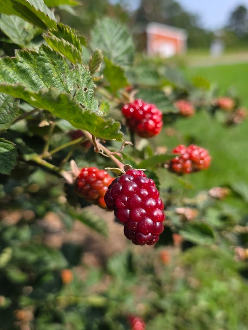 Knoxville Berry Farm, Knoxville