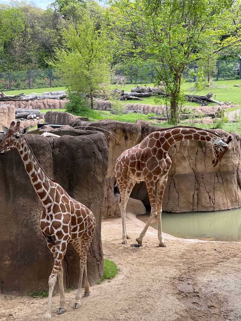 Koalas And The Australian Outback Koalas And The Australian Outback