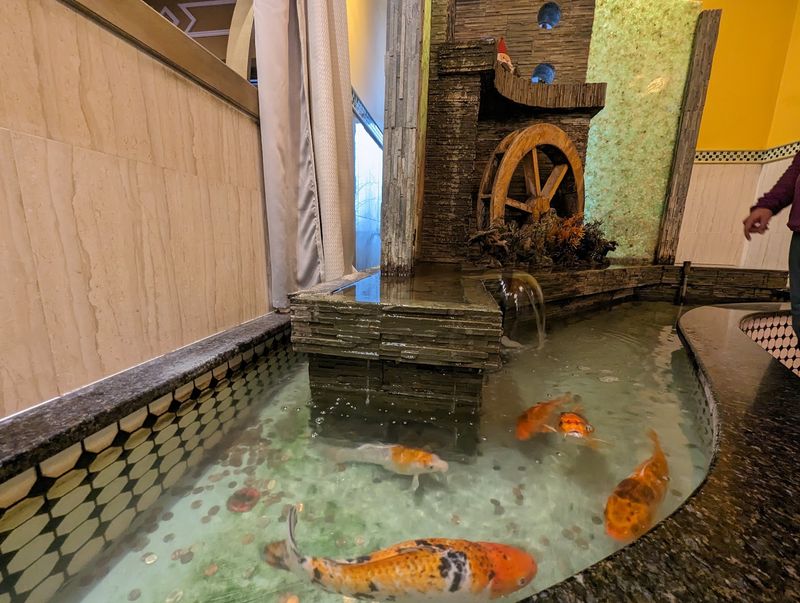 Koi Fish And A Calmer Vibe Koi Fish And A Calmer Vibe