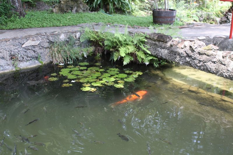 Koi Ponds That Glow Like Treasure