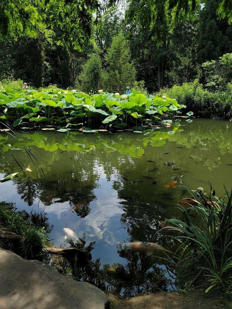Koi Ponds That Stop You Mid-Stride Koi Ponds That Stop You Mid-Stride