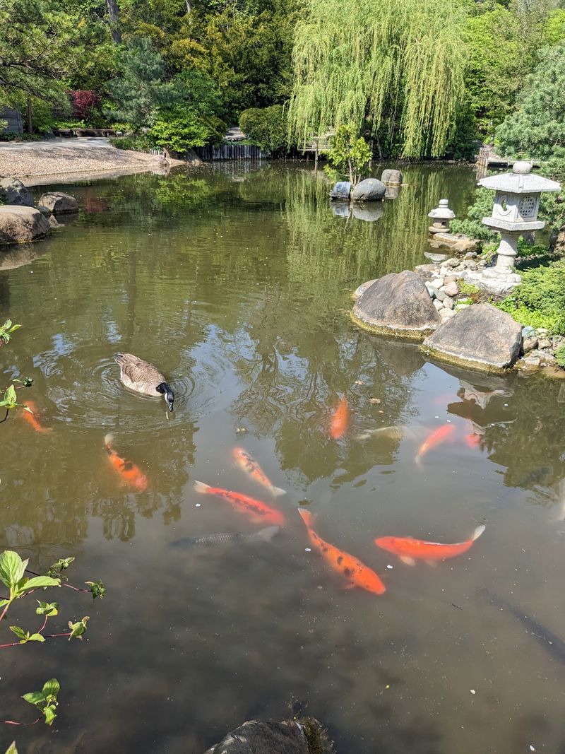 Koi The Size Of Small Dogs And The Fun Of Feeding Them Koi The Size Of Small Dogs And The Fun Of Feeding Them