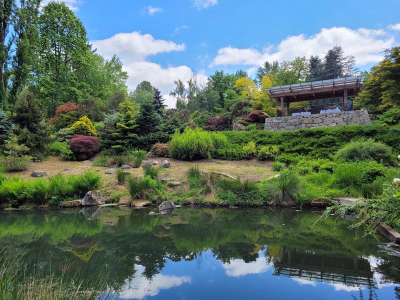 Koi, Turtles, And Glassy Ponds