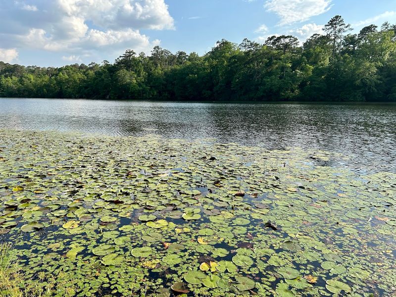 Kolomoki Mounds State Park