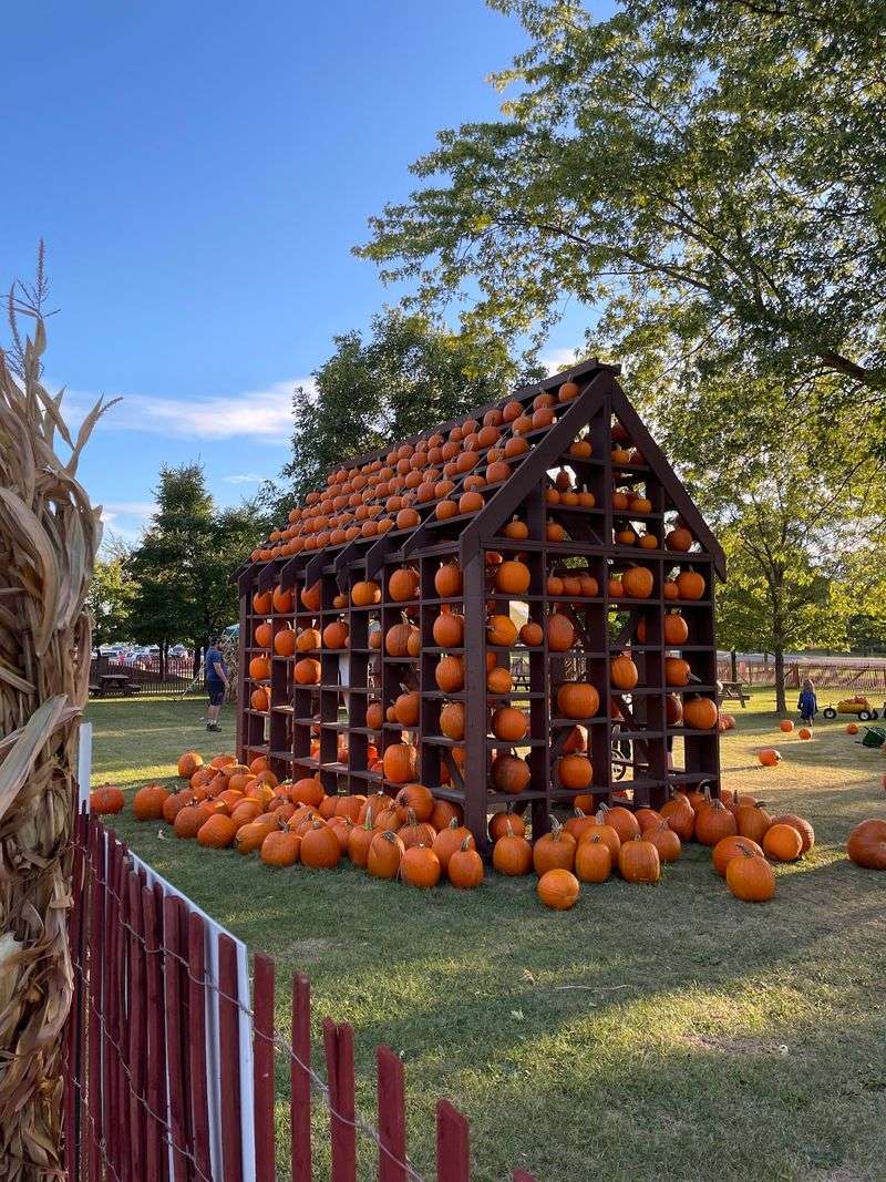 Konow's Corn Maze, Homer Glen, IL