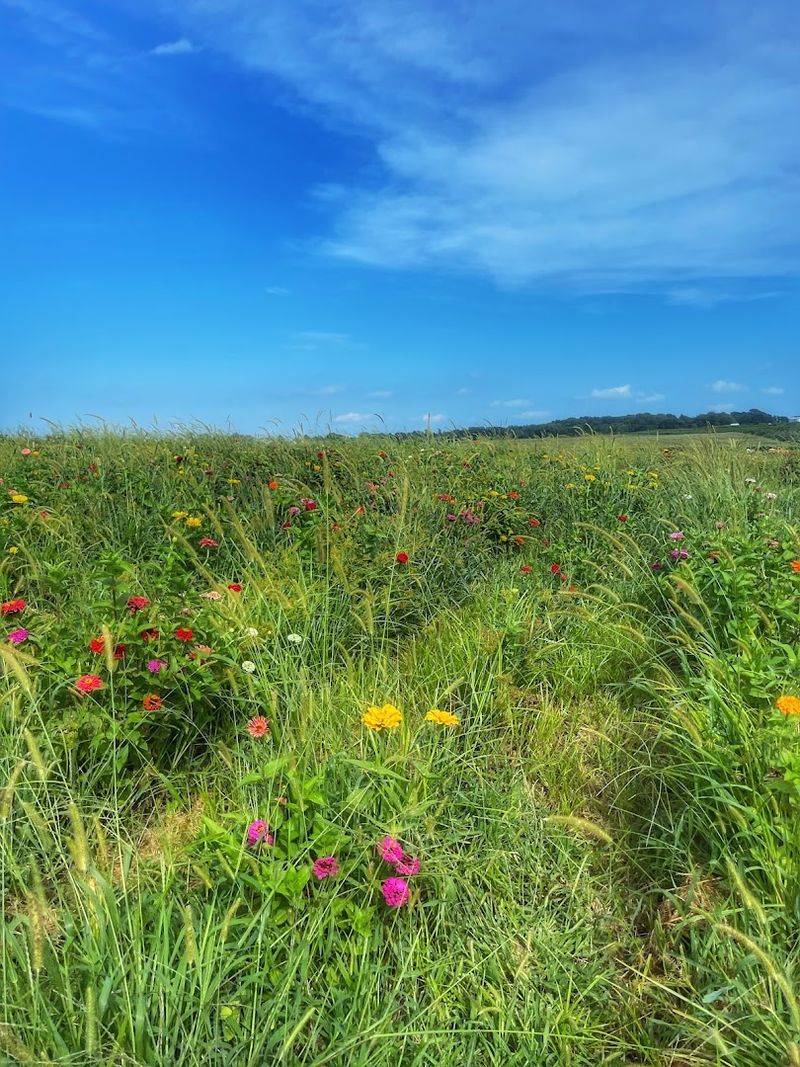 Eckert's Belleville Farm Tulip Trail, Belleville