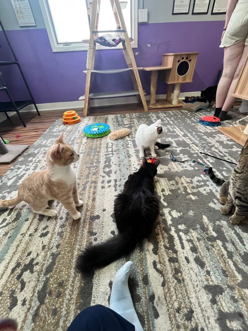 Kzoo Cat Cafe and Rescue Kzoo Cat Cafe and Rescue