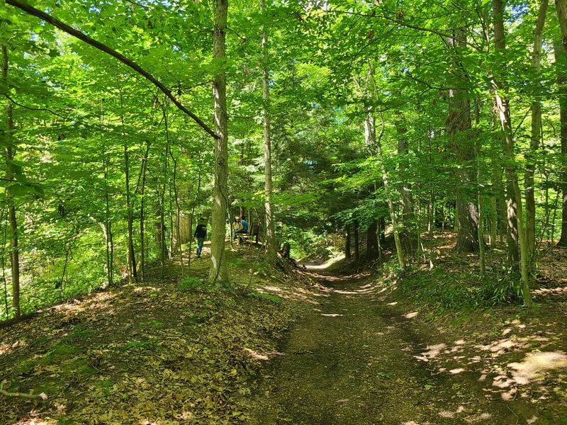 Shade Garden And Cool Turns