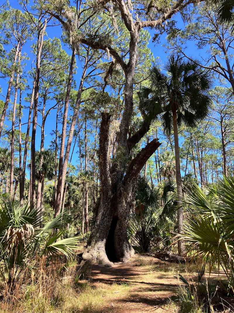 Lace Up For The 6.8-Mile Bulow Woods Trail