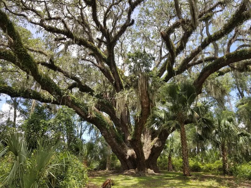 Lake Griffin State Park, Fruitland Park