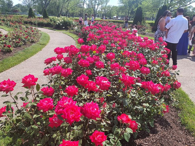 The Rose Garden That Stops People Mid-Stride