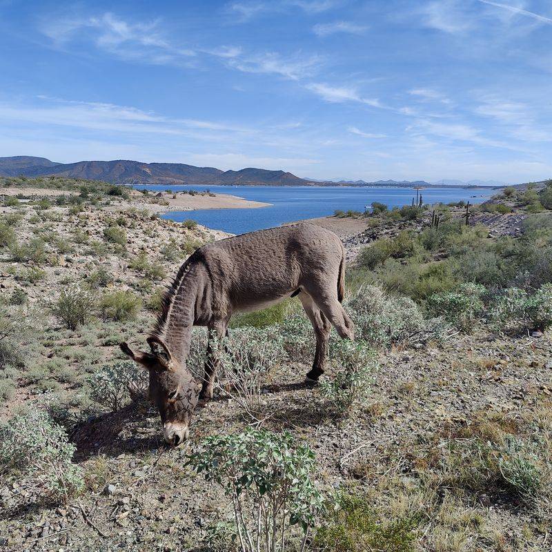 Lake Pleasant Became The Center Of A Fierce Fight Over Its Wild Burros