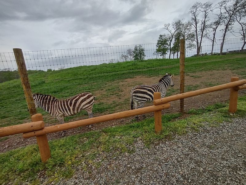 Lake Tobias Wildlife Park, Halifax