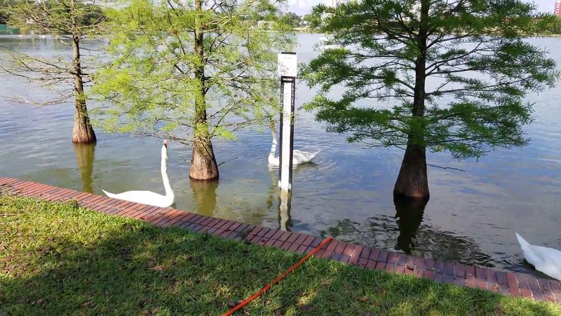 Lakeland: Swans, Lakes, And Sneaky Buyers