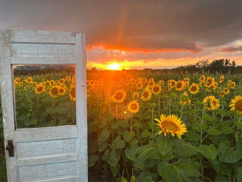 Lake's Sunflower Field, Norwich Lake's Sunflower Field, Norwich