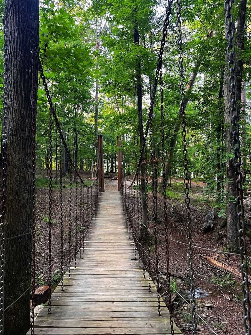 Shaded Forest Trails Winding Through Dense Woodland