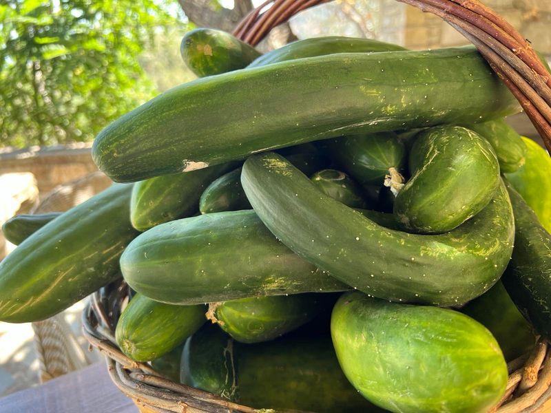 Cucumbers: Cool Comfort Food