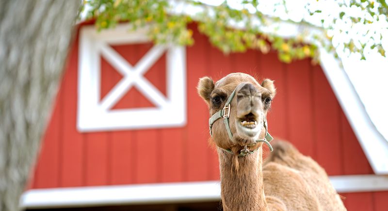 Randall Oaks Zoo, West Dundee