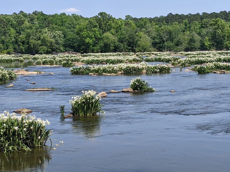 Landsford Canal State Park Spider Lily Bloom, Catawba