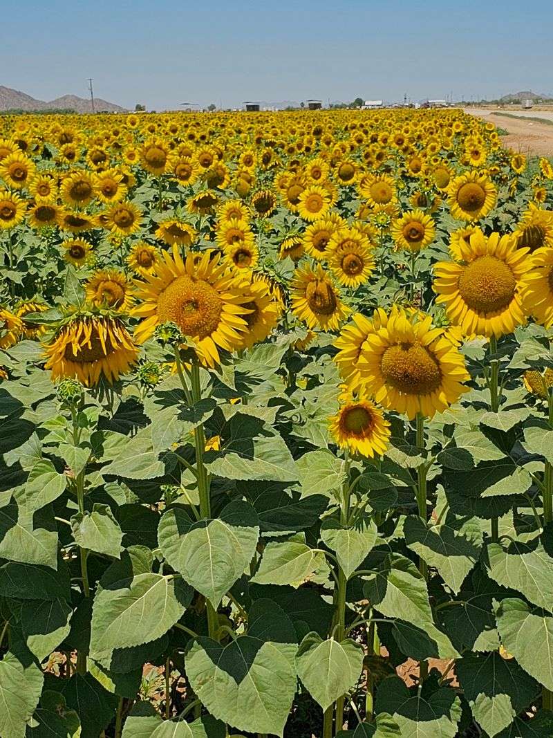 Late Summer Into Early Fall Is Prime Time