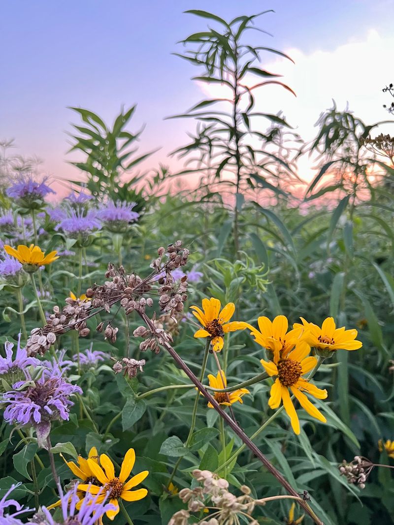Late summer may bring the tallest-looking conditions