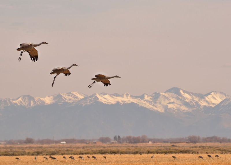 Monte Vista National Wildlife Refuge - Monte Vista