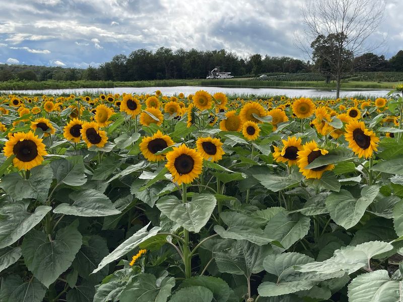 Lavender And Sunflowers Round Out The Floral Experience