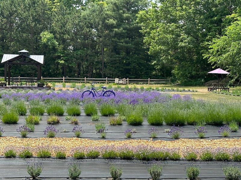 Lavender Bliss Flower Farm