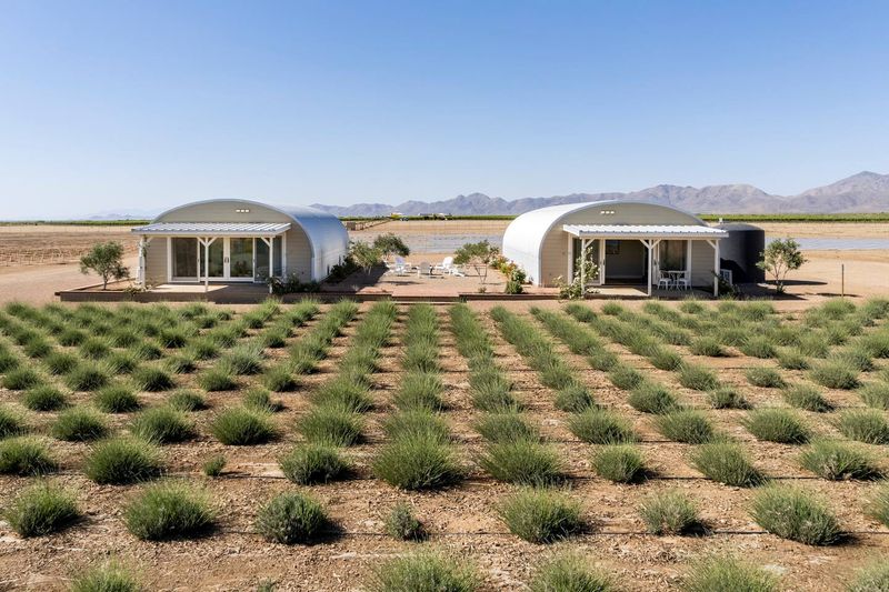 Lavender Festival, Rhumb Line Vineyard And Lavender Farm