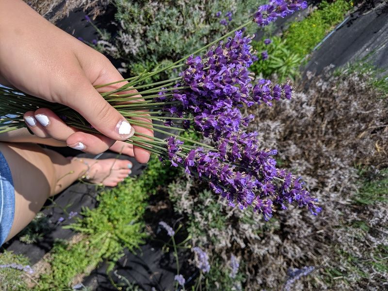 Pick-Your-Own Lavender Experience