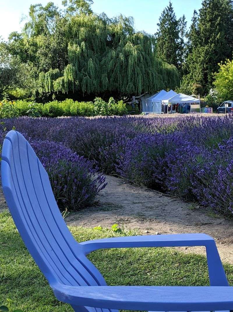 Lavender Ice Cream, Lemonade, And The Summer Stand