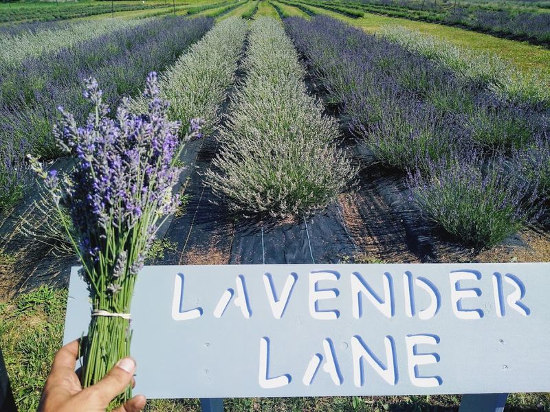 Lavender Lane Farm & Wellness Shop