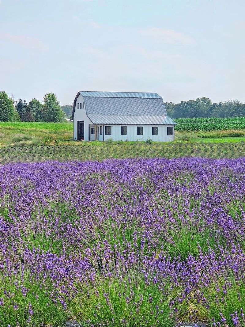 Belle Lavande Lavender Farm, Fennville