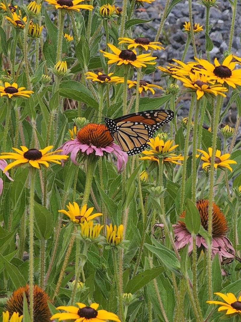 Native Wildflower Gardens And Views That Feel Almost Unreal