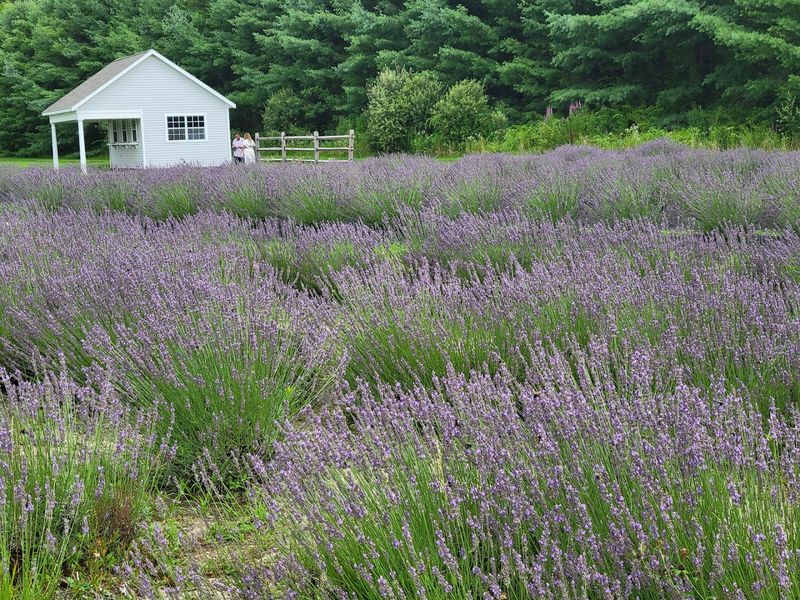 Lavender Pond Farm