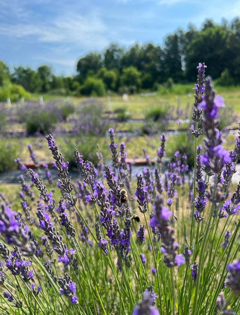 Lavender Trails, Orrville, OH