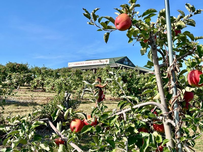 Lawrence Farms Orchards Lawrence Farms Orchards