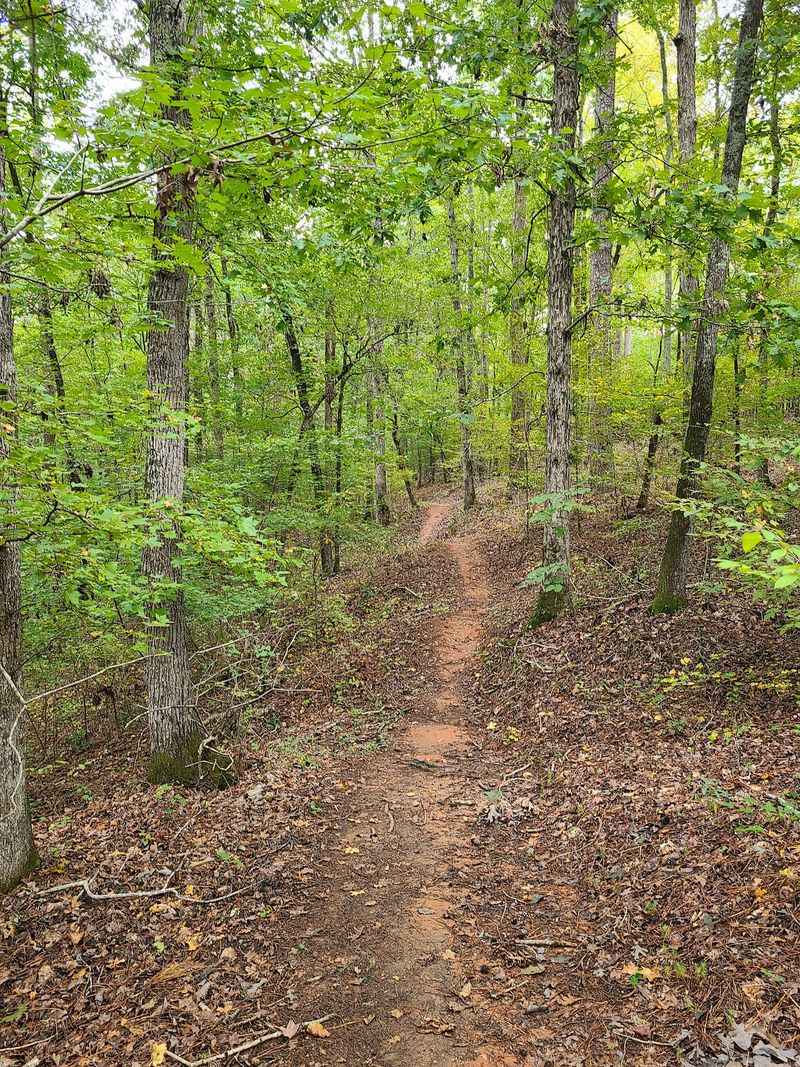 Leaf Litter Along Trail Edges Is A Known Tick Hideout