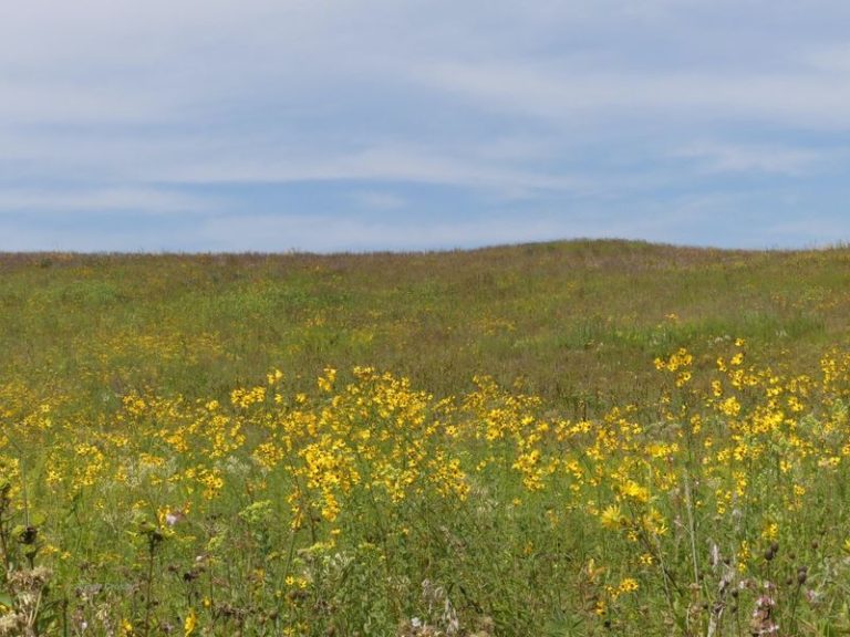 The Thanksgiving Wildflower Trail In Texas That Surprisingly Peaks This Time Of Year