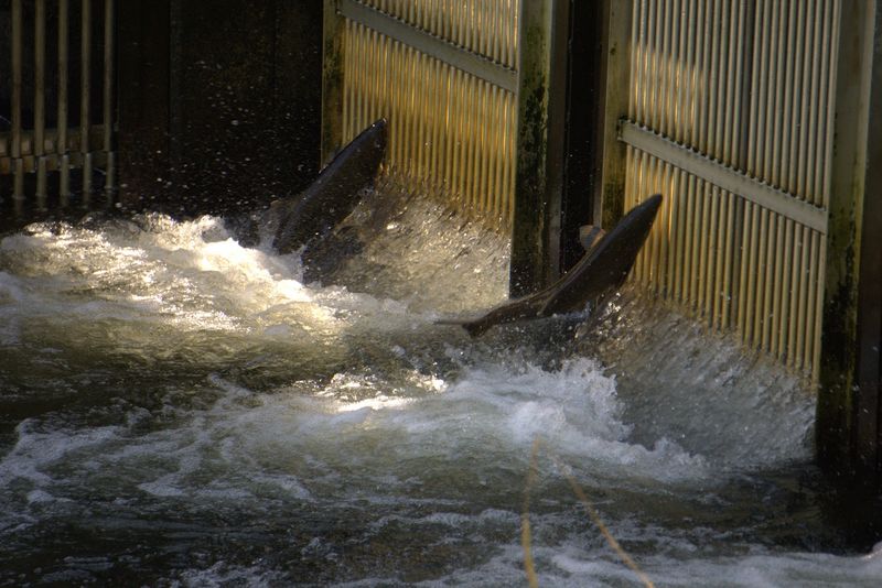 Leaping Fish on the Fish Ladder