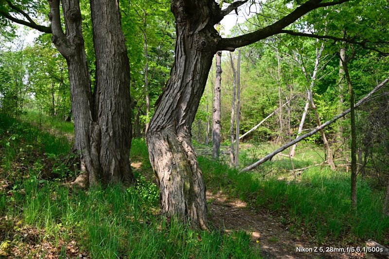 Learn Respectfully In The Anishinabek Garden