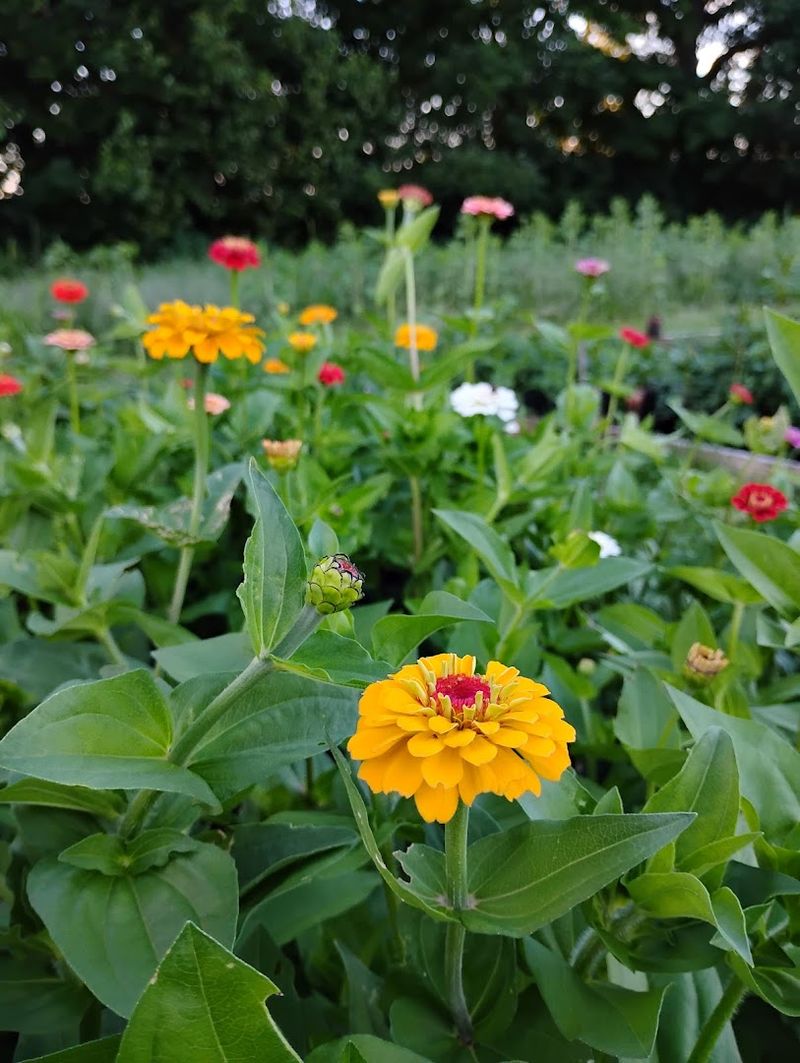 Build Your Own Bouquet From The Field