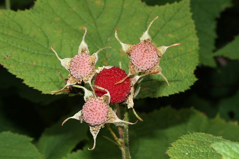 Learn What A Thimbleberry Looks Like