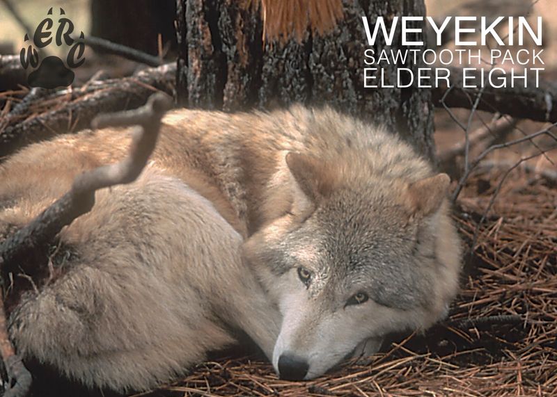 Learning How A Wolf Pack Really Works