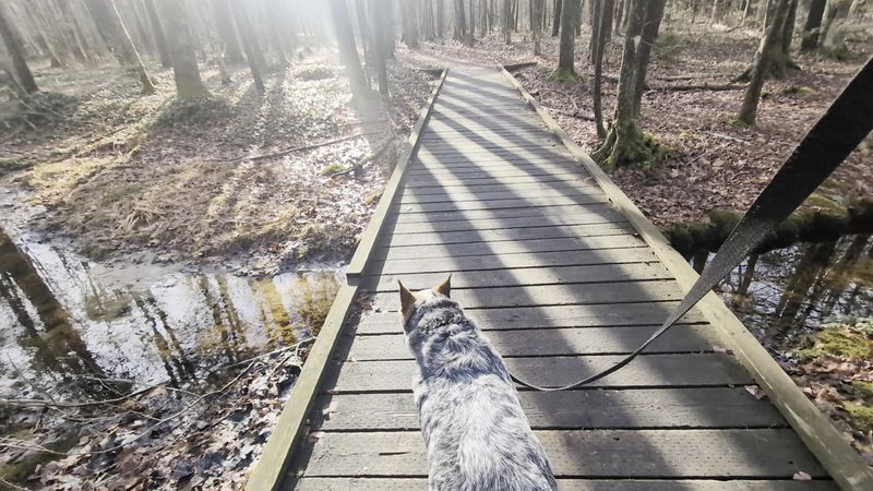 Leashed Walks, Wagging Tails