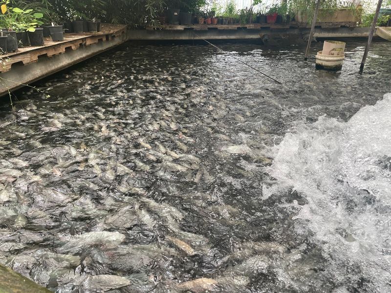 Leave Mosca With More Than An Alligator Photo